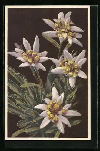 Künstler-AK Photochromie Nr. 1862: Leontopodium alpinum, Edelweiss