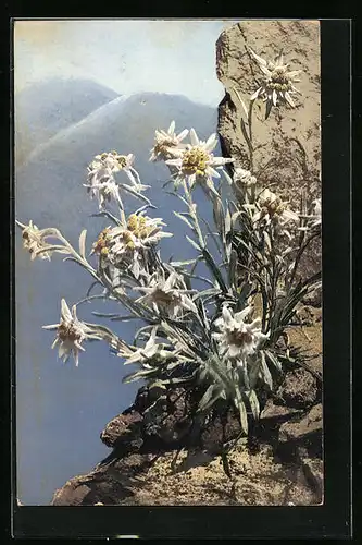 Künstler-AK Photochromie Nr. 417: Leontopodium alpinum