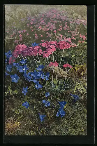 Künstler-AK Photochromie Nr. 509: Primula farinosa, Gentiana brachyphylla