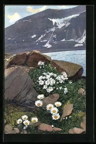 Künstler-AK Photochromie Nr. 905: Cerastium uniflorum, Chrysanthemum alpinum