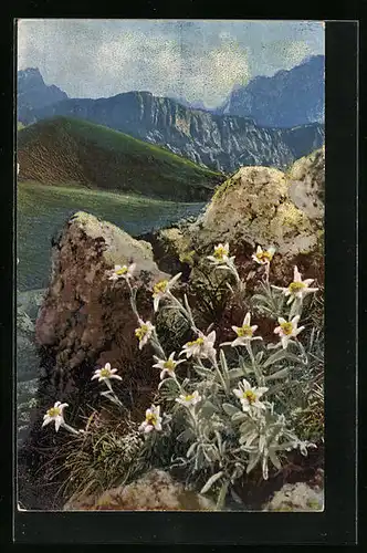 Künstler-AK Photochromie Nr. 1231: Leontopodium alpinum, Edelweiss