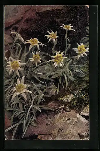 Künstler-AK Photochromie Nr. 1230: Leontopodium alpinum, Edelweiss