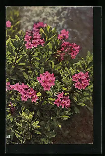 Künstler-AK Photochromie Nr. 949: Rhododendron hirsutum