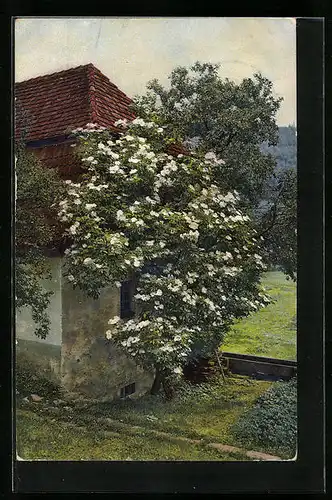 Künstler-AK Photochromie Nr. 1965: schöner Blumenstrauch an einer Hauswand wachsend
