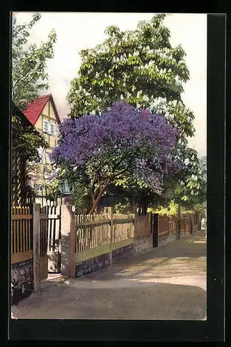 Künstler-AK Photochromie Nr. 2751: Garten mit schön blühendem Flieder