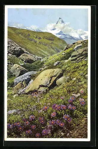 Künstler-AK Photochromie Nr. 1477: Alster alpinus, Alpenaster auf der Fluhalp bei Zermatt