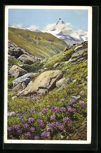 Künstler-AK Photochromie Nr. 1479: Alster alpinus, Alpenaster auf der Fluhalp bei Zermatt