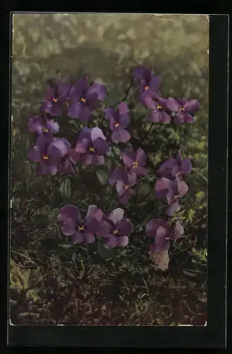 Künstler-AK Photochromie Nr. 511: Viola calcarata