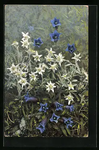 Künstler-AK Photochromie Nr. 507: Leontopodium alpinum, Gentiana acaulis
