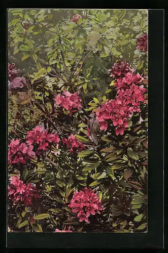 Künstler-AK Photochromie Nr. 449: Rhododendron ferrugineum