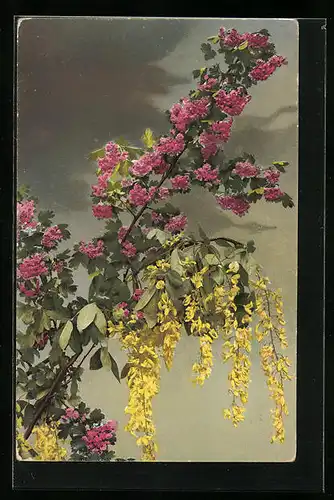 Künstler-AK Photochromie Nr. 549: Forsythien mit rosa blühendem Strauch