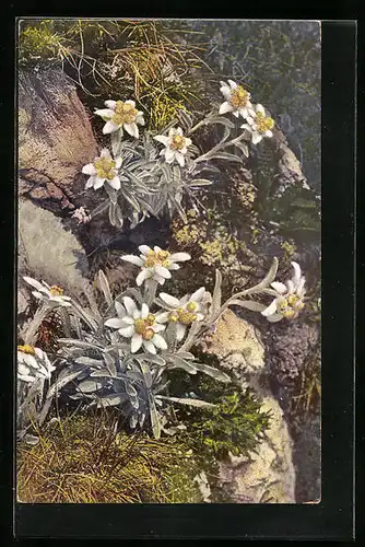 Künstler-AK Photochromie Nr. 1413: Alpenflora, Leontopodium alpinum