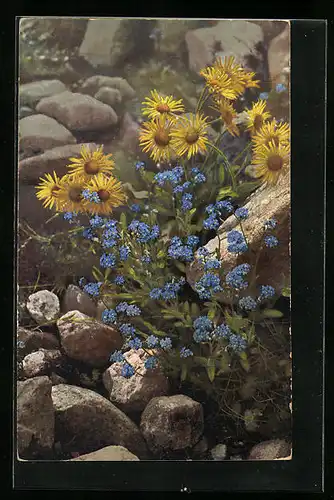 Künstler-AK Photochromie Nr. 526: Aronicum glaciale, Myosotis alpestris