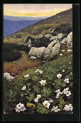 Künstler-AK Photochromie Nr. 892: Alpenflora, Anemone alpina, Anemone narzissiflora