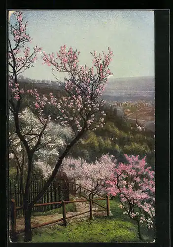 Künstler-AK Photochromie Nr. 3986: Pfirsichblüte im Lössnitzgrund