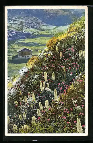Künstler-AK Photochromie Nr. 1486: Campanula thyrsoidea, Straussblütige Glockenblume im Fextal