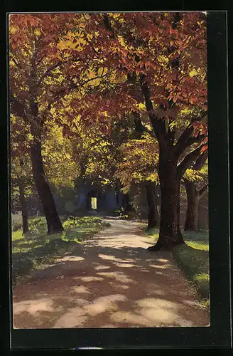 Künstler-AK Photochromie Nr. 4171: Waldidylle in Herbstfarben