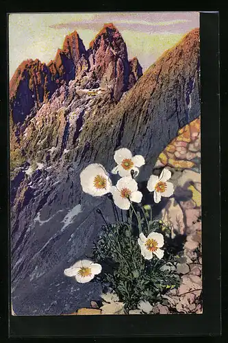 Künstler-AK Photochromie Nr. 1207: Papaver alpinum