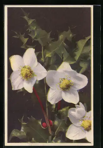 Künstler-AK Photochromie Nr. 1966: Helleborus niger, Christrose