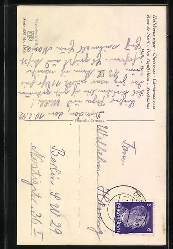 Künstler-AK Photochromie Nr. 1966: Helleborus niger, Christrose
