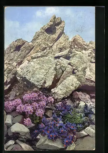 Künstler-AK Photochromie Nr. 893: Linaria alpina, Thlaspi rotundifolium