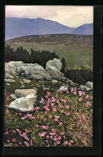 Künstler-AK Photochromie Nr. 895: Rhodothamnus Chamaecistus
