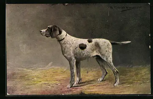 Künstler-AK M. Müller jun.: Schwarz-weisser Jagdhund