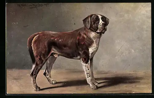 Künstler-AK M. Müller jun.: Weiss-brauner Bernhardiner