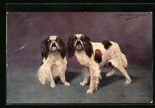 Künstler-AK M. Müller jun.: Zwei weiss-braune Hunde