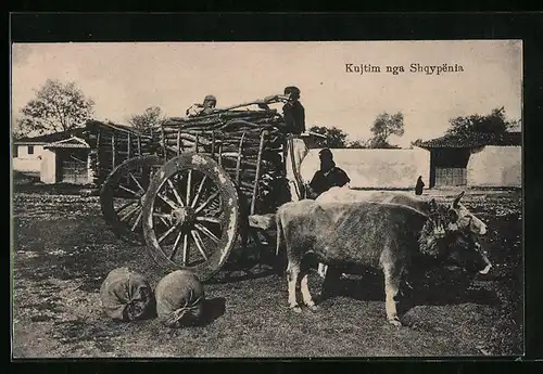 AK Shqypenia, Ochsengespann für den Transport von Feuerholz