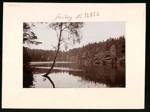 Fotografie Brück & Sohn Meissen, Ansicht Freiberg i. Sa., Blick auf den Zechenteich von Wald umgeben