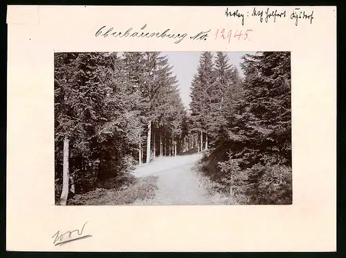 Fotografie Brück & Sohn Meissen, Ansicht Oberbärenburg i. Erzg., Partie am Langer Grundweg im Wald