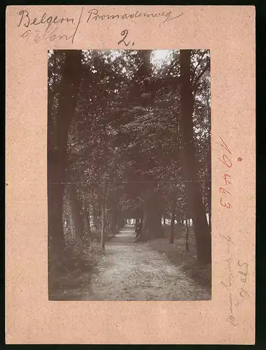 Fotografie Brück & Sohn Meissen, Ansicht Belgern, Blick in den Promenadenweg von Bäumen gesäumt
