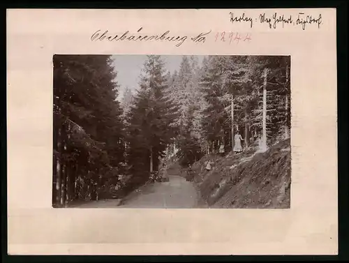 Fotografie Brück & Sohn Meissen, Ansicht Oberbärenburg i. Erzg., Partie im Wald zwischen Oberbärenburg und Kipsdorf