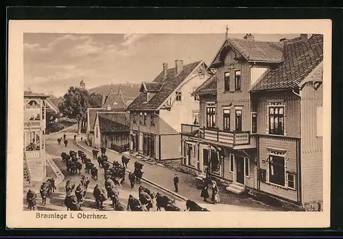 AK Braunlage i. Oberharz, Durch eine Strasse geführte Rinderherde