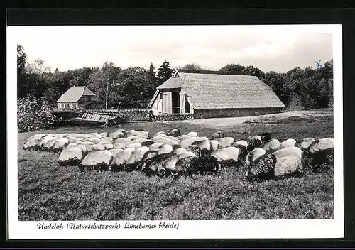 AK Undeloh, Weidende Schafherde im Naturschutzpark der Lüneburger Heide