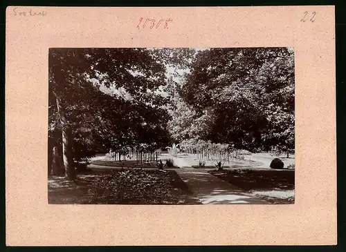 Fotografie Brück & Sohn Meissen, Ansicht Grossenhain, Partie im Stadtpark mit Grünanlage