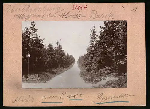 Fotografie Brück & Sohn Meissen, Ansicht Oberbärenburg i.Erzg., Weg nach der Alices Bank im Wald