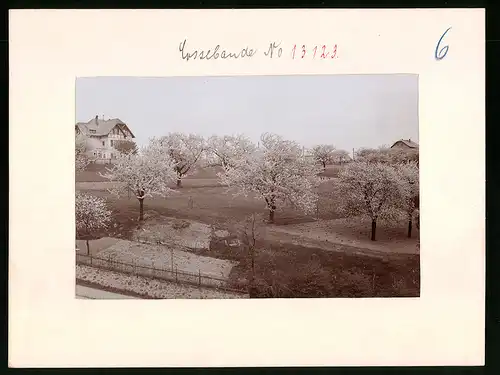 Fotografie Brück & Sohn Meissen, Ansicht Cossebaude, Partie auf dem Hochplateau während der Baumblüte