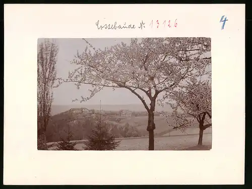 Fotografie Brück & Sohn Meissen, Ansicht Cossebaude, am Hochplateau in der Baumblüte mit Blick zur Parkschänke
