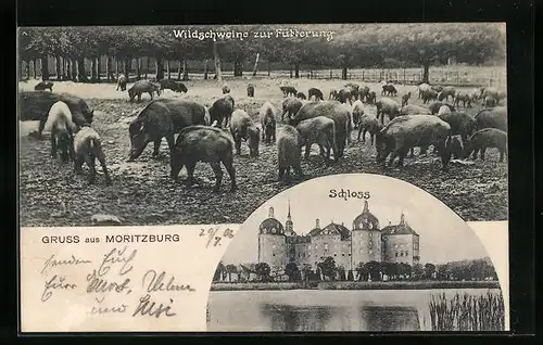 AK Moritzburg, Schloss und Wildschweinfütterung