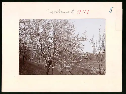 Fotografie Brück & Sohn Meissen, Ansicht Cossebaude, Partie im Ort mit Blick nach der Weinbergstrasse in der Baumblüte