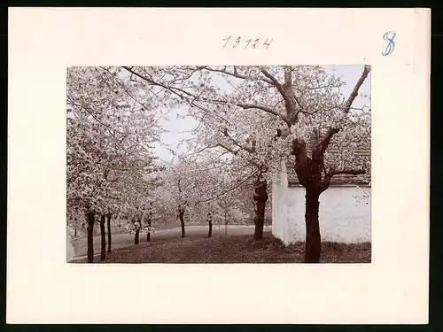 Fotografie Brück & Sohn Meissen, Ansicht Cossebaude, Partie auf dem Eichberg in der Baumblüte