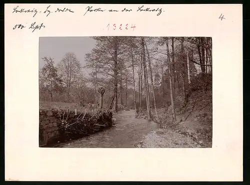 Fotografie Brück & Sohn Meissen, Ansicht Lockwitz, Waldpartie an der Lockwitz