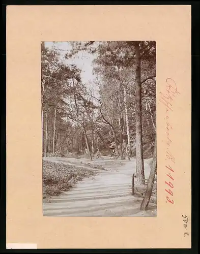 Fotografie Brück & Sohn Meissen, Ansicht Radebeul, Waldpartie im Lössnitzgrund