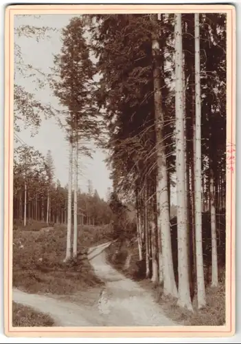 Fotografie Brück & Sohn Meissen, Ansicht Olbernhau i. Erzg., Waldpartie beim Wasserbassin