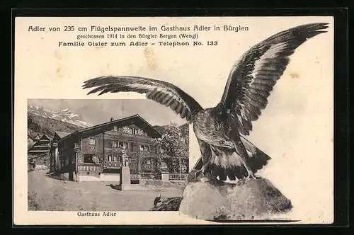 AK Bürglen, Gasthaus Adler, Präparierter Adler im Gasthaus, rückseitig Höhenprofil