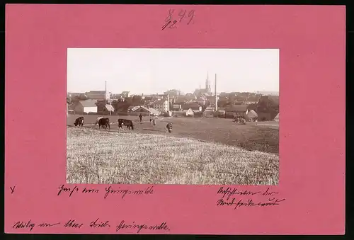 Fotografie Brück & Sohn Meissen, Ansicht Geringswalde, grasende Kühe mit Blick auf die Stadt und Kirche