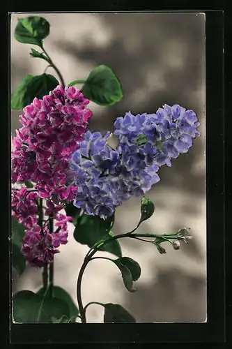 Foto-AK Amag: Blumen in Lavendelfarben nachcoloriert