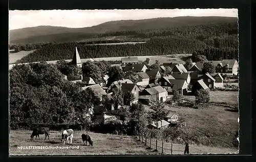 AK Neuastenberg / Hochsauerland, Totale mit Kuhweide